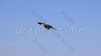 非洲白背秃鹫、非洲陀螺、鲁佩尔`秃鹫、罗佩佩利、拉佩特面秃鹫或努比亚秃鹫在飞行